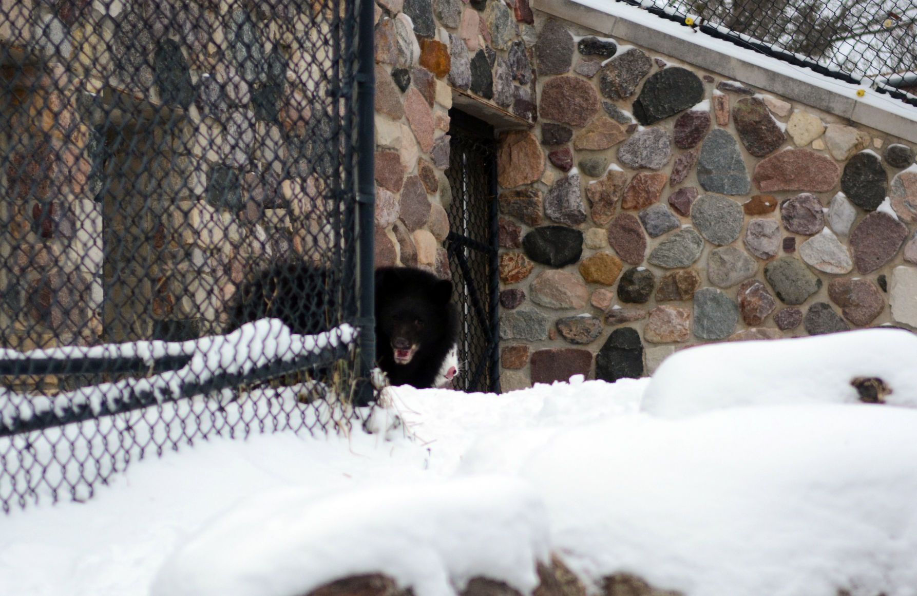 New bear at Ochsner Park Zoo